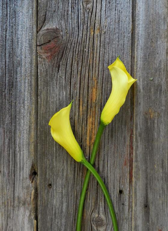 MONTE CARLO  YELLOW MINI CALLA LILIES